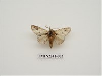 藏品(雙點潘舟蛾)的圖片